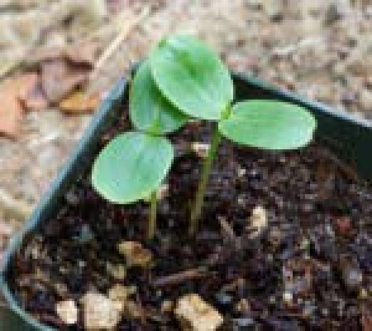 Culinary & Medicinal Herb Seeds