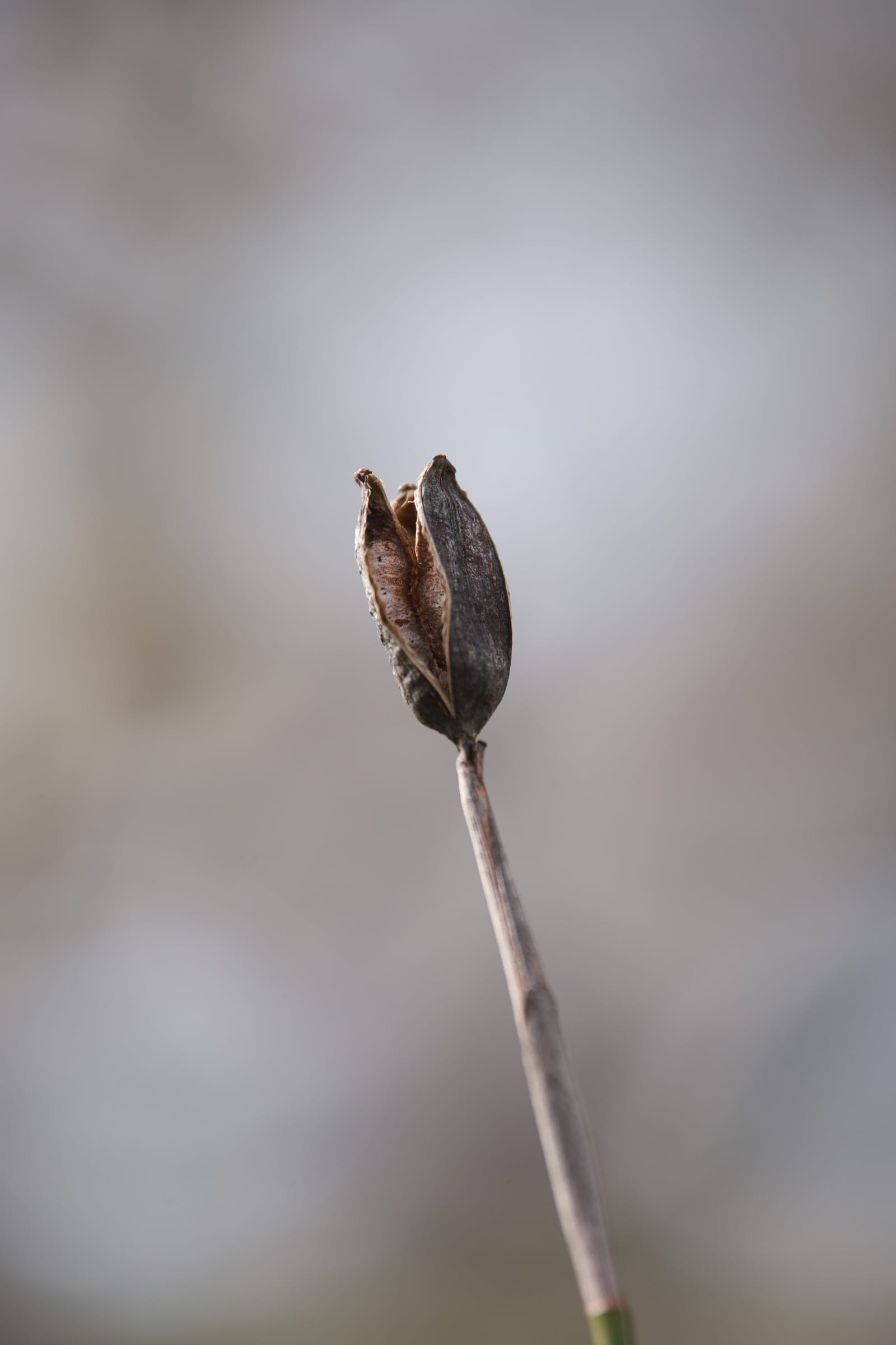 Seed Pod Spices