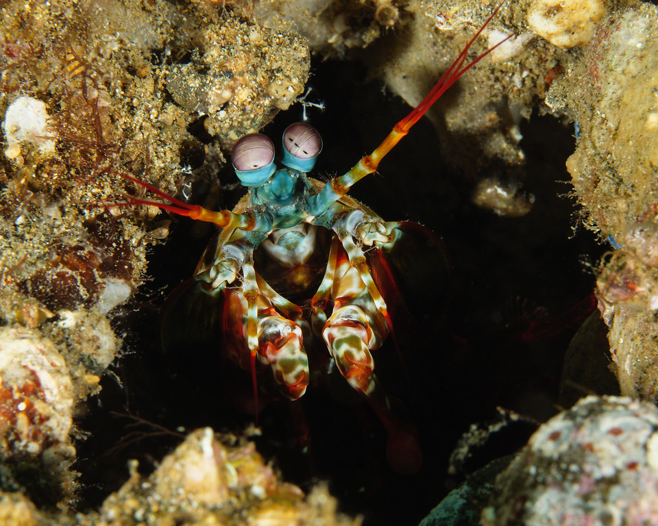 Crustaceans