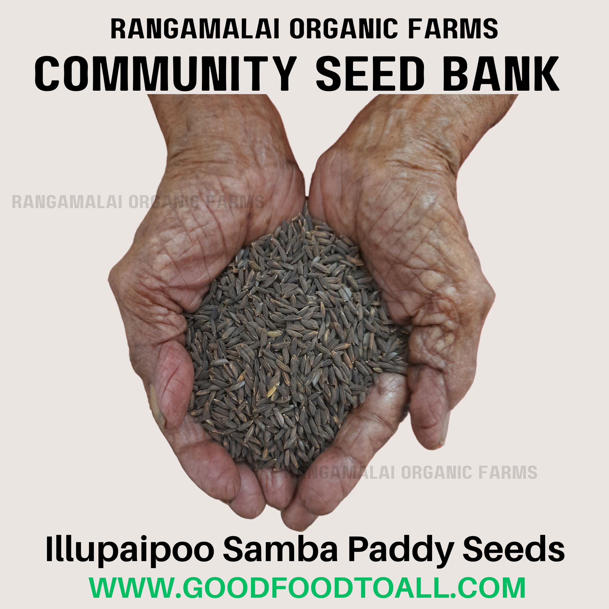 Rice Seeds (Paddy)
