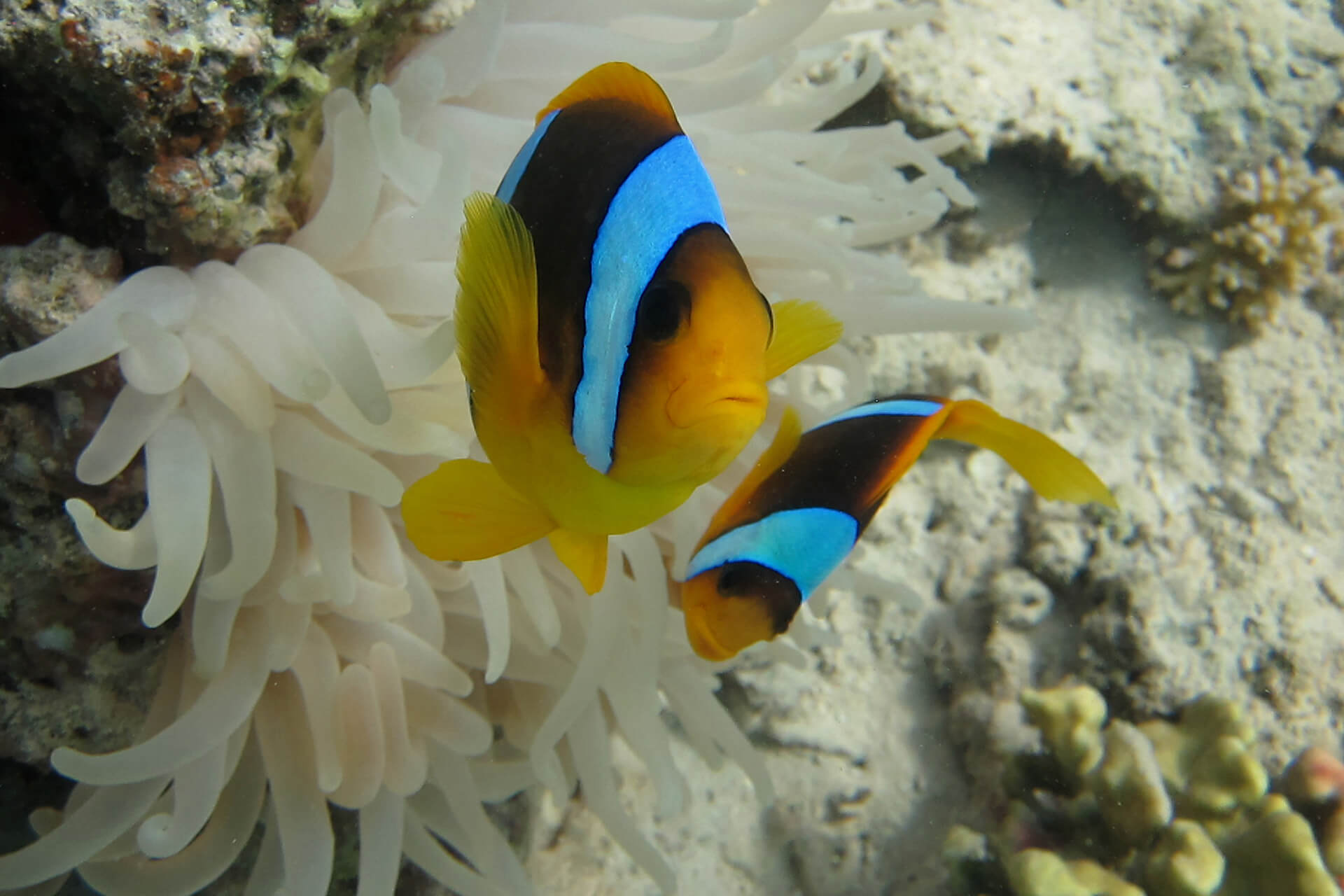 Saltwater Fish