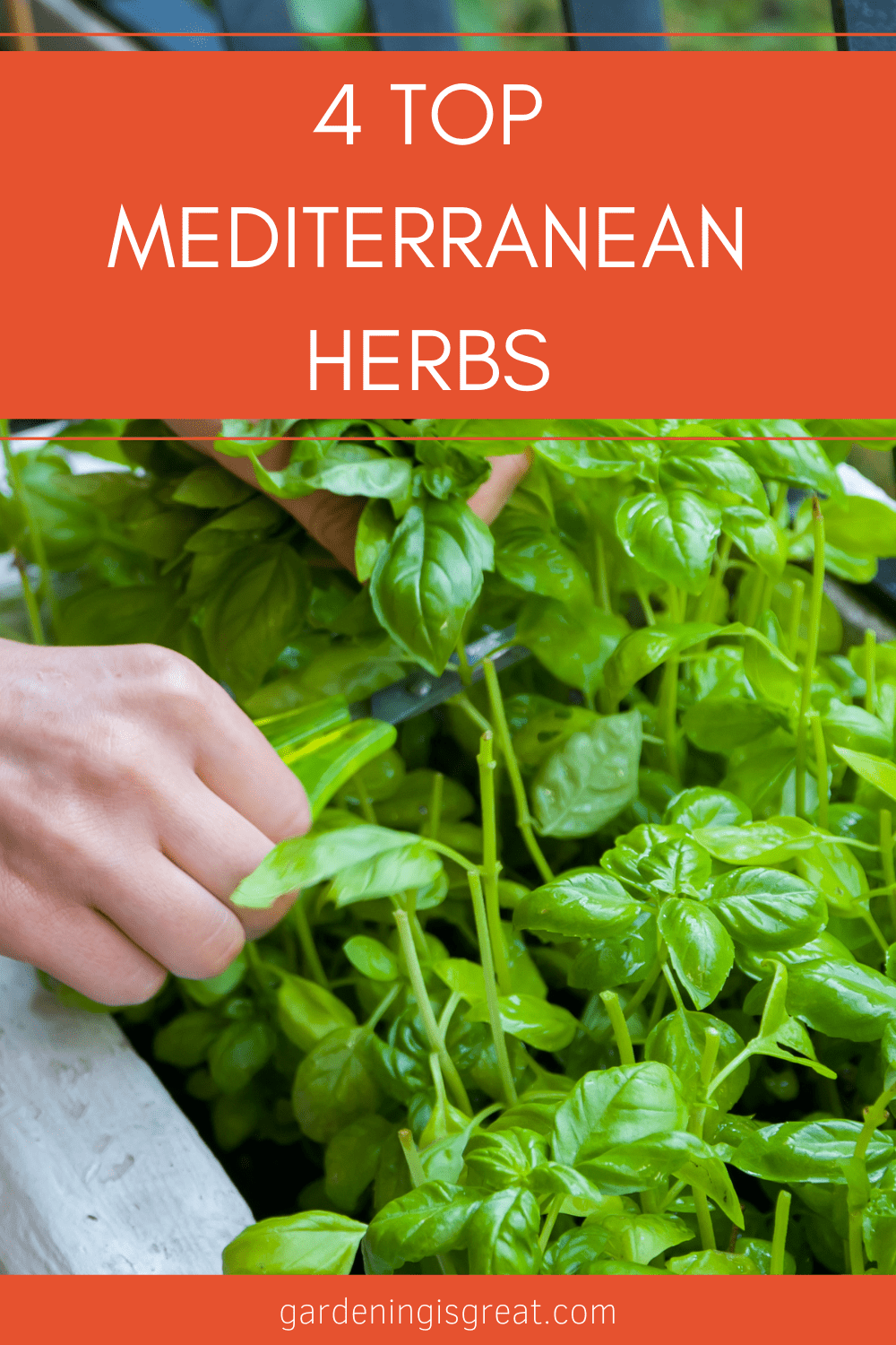 Mediterranean Herbs