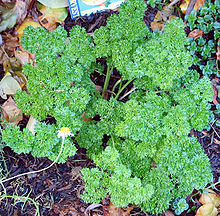 Middle Eastern & North African Herbs