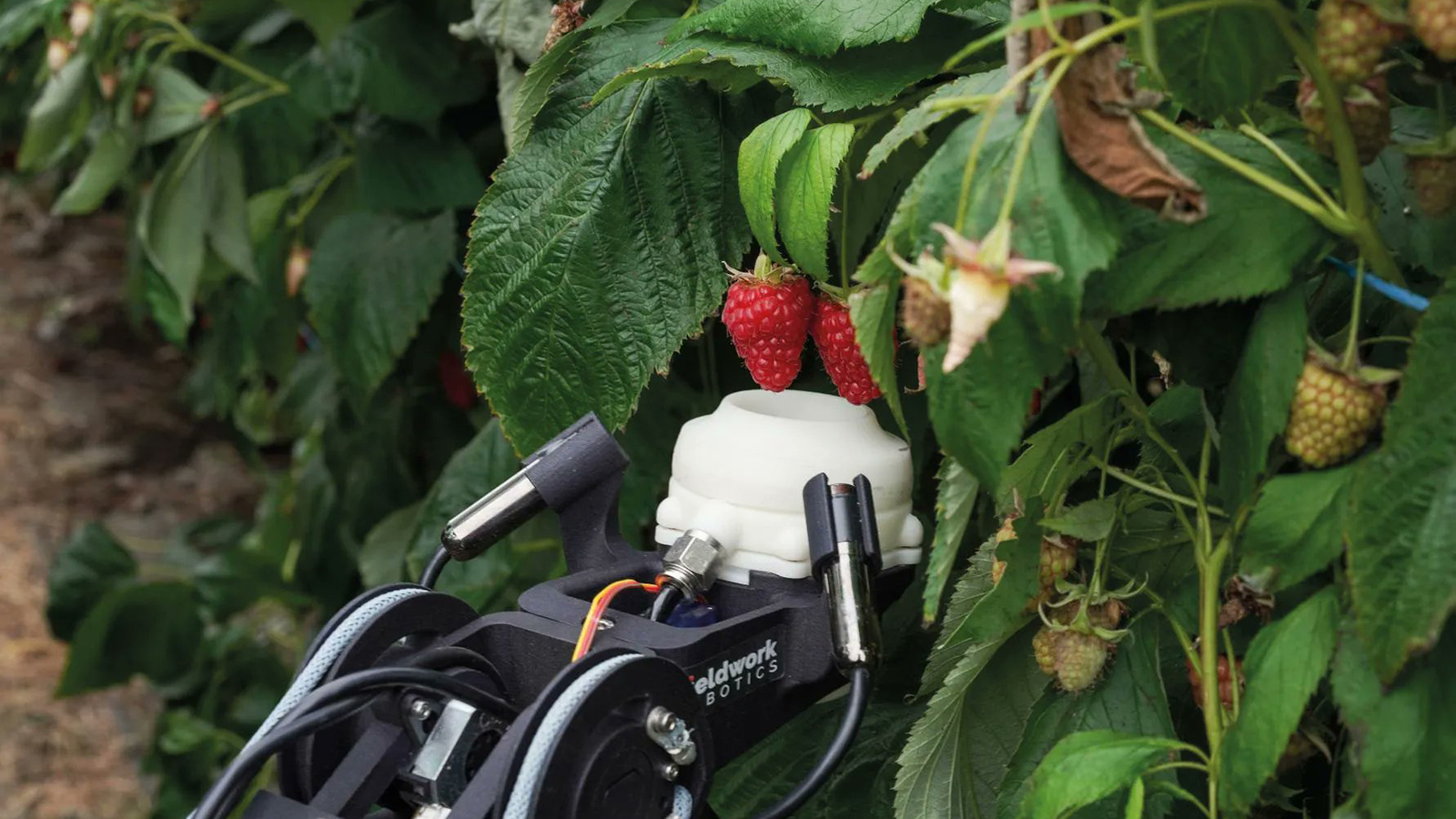 HARVESTING ROBOTS