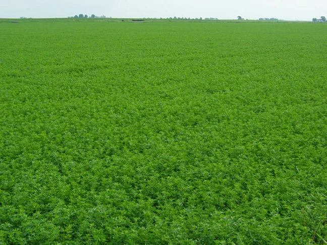 Forage & Cover Crops