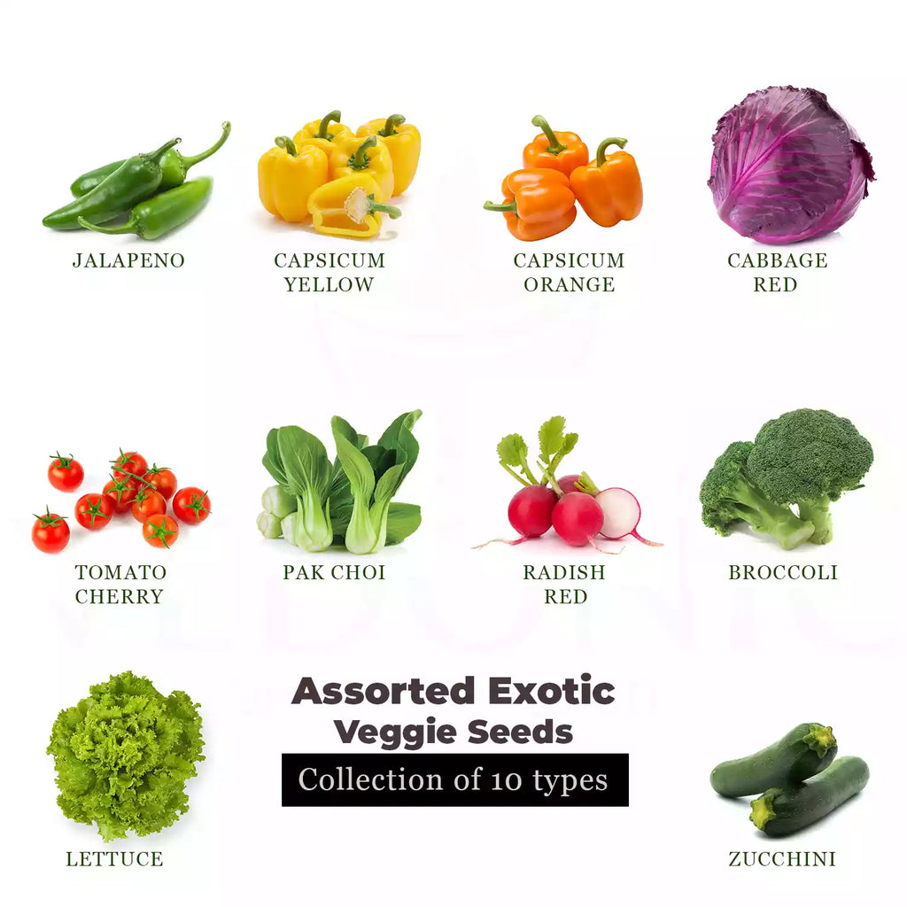 GRAIN & VEGETABLES SEEDS