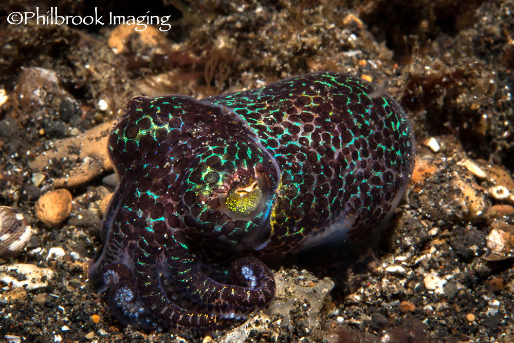 Mollusks & Cephalopods