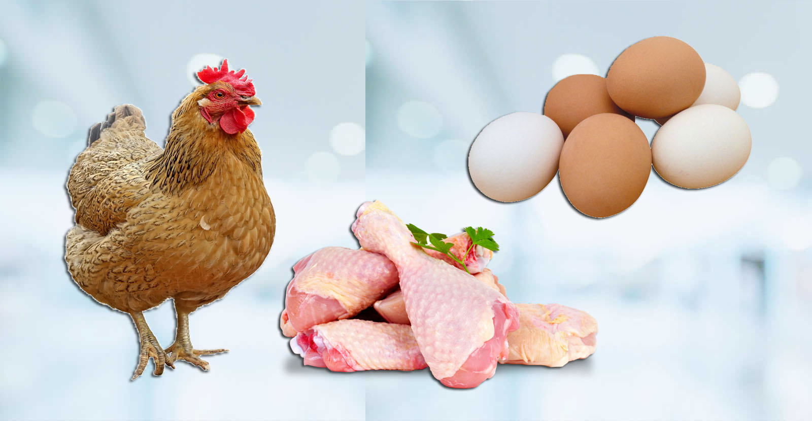 MEAT, POULTRY & EGGS