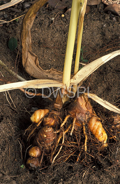 Root & Rhizome Spices