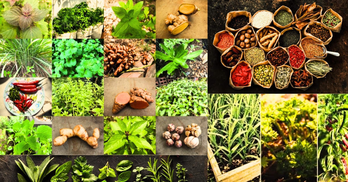 SPICES & HERBS