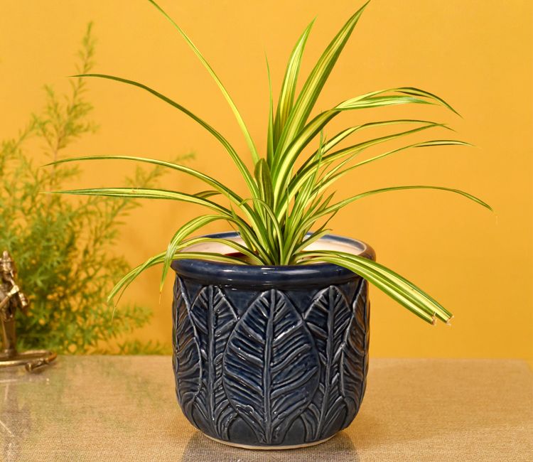 Indoor Plants & Planters