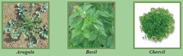 Latin American & Caribbean Herbs