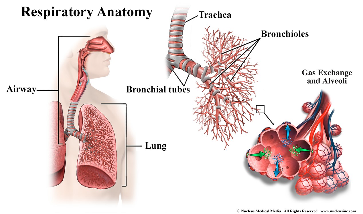 Respiratory Health