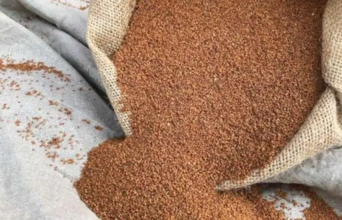 Oilseed Crop Seeds
