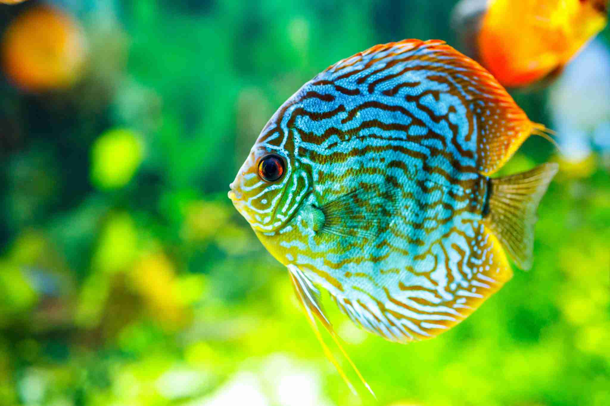 Freshwater Fish