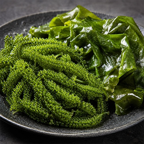 Seaweed & Algae