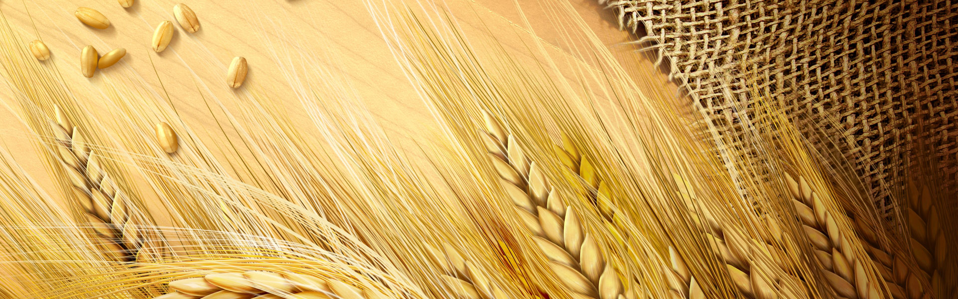Wheat Seeds