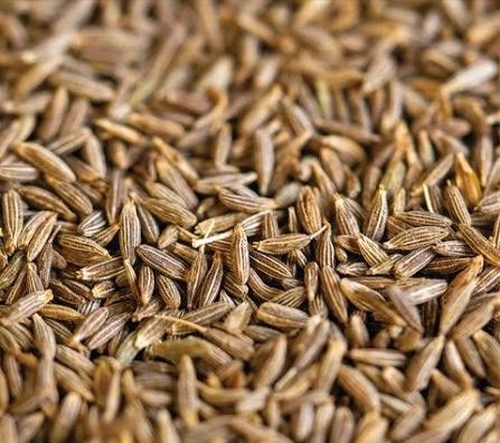 Premium Dried Whole Fennel Seeds for Commercial Food Processing