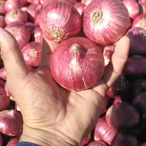 Fresh Red Onions for Wholesale, Retail, Foodservice, and Processing image 6