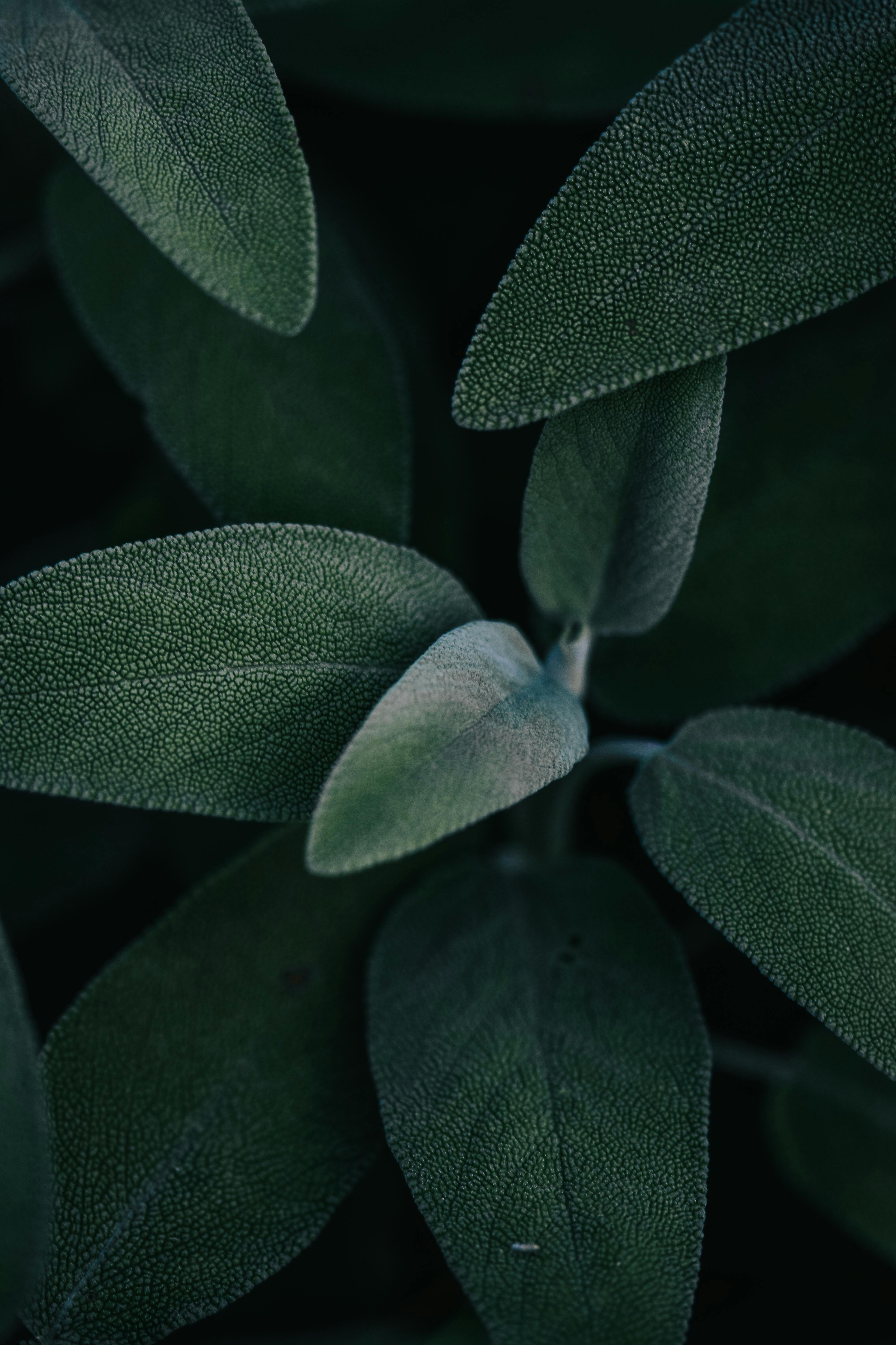Sage