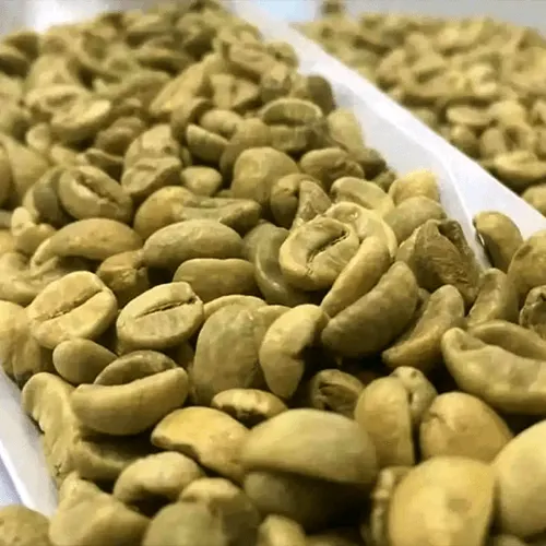 Green Coffee Beans image 4