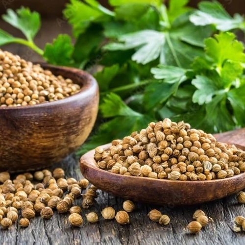 Whole Coriander Seeds for Spice Blends, Grinding, and Wholesale Supply image 2