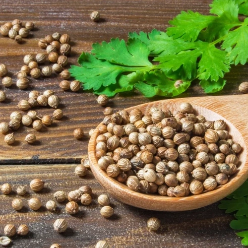 Whole Coriander Seeds for Spice Blends, Grinding, and Wholesale Supply image 8
