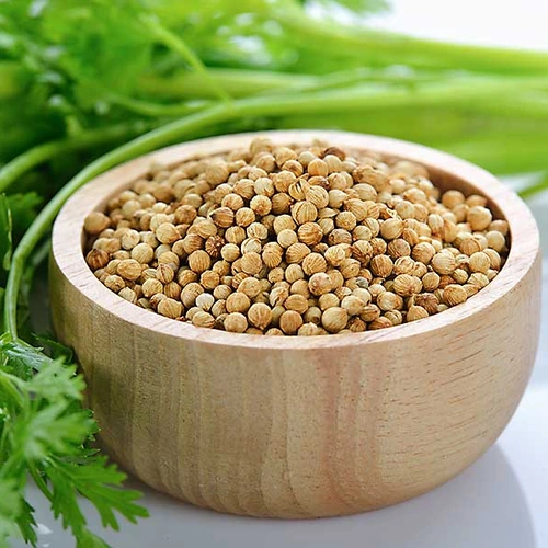Whole Coriander Seeds for Spice Blends, Grinding, and Wholesale Supply image 5