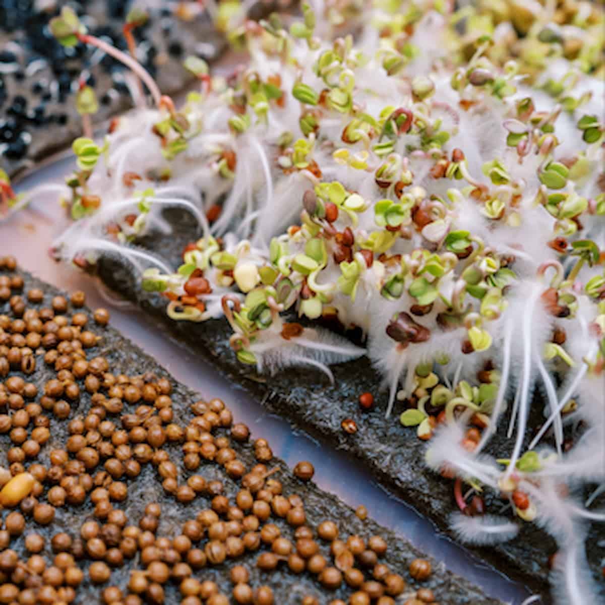 Microgreens & Sprouts