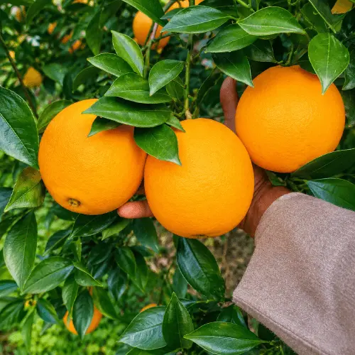Fresh Premium Oranges for Retail, Wholesale and Export Markets image 3
