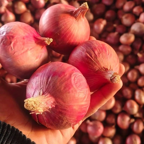 Fresh Red Onions for Wholesale, Retail, Foodservice, and Processing image 2