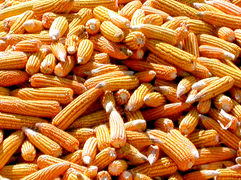 Open-Pollinated Corn Seeds