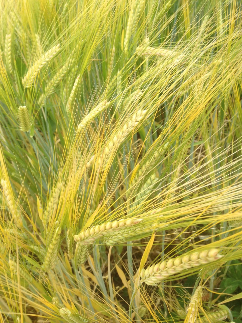 Wheat-Based (Whole Wheat, Barley, Oats)