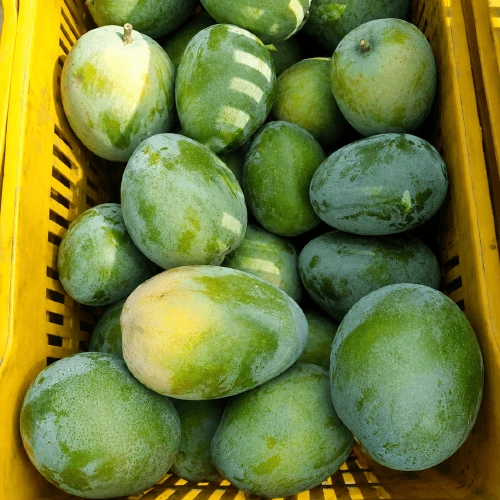 Fresh Green Mangoes for Processing, Pickling and Export Supply image 3