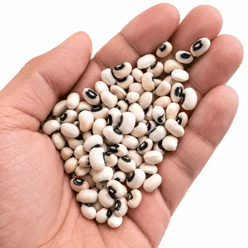Premium Black-Eyed Beans for Food Processing and Bulk Supply image 4