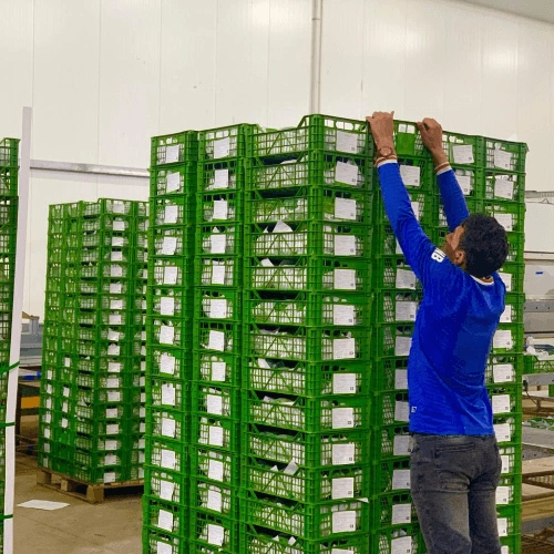 Premium Fresh Green Mangoes for Export and Retail Distribution image 2
