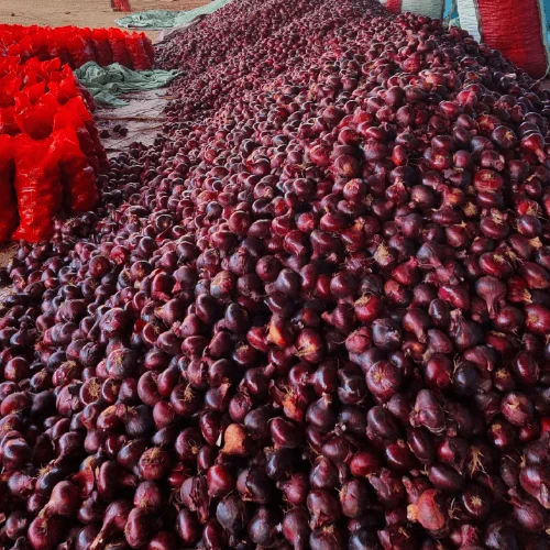 Premium Red Onions for Wholesale, Retail and Export Markets