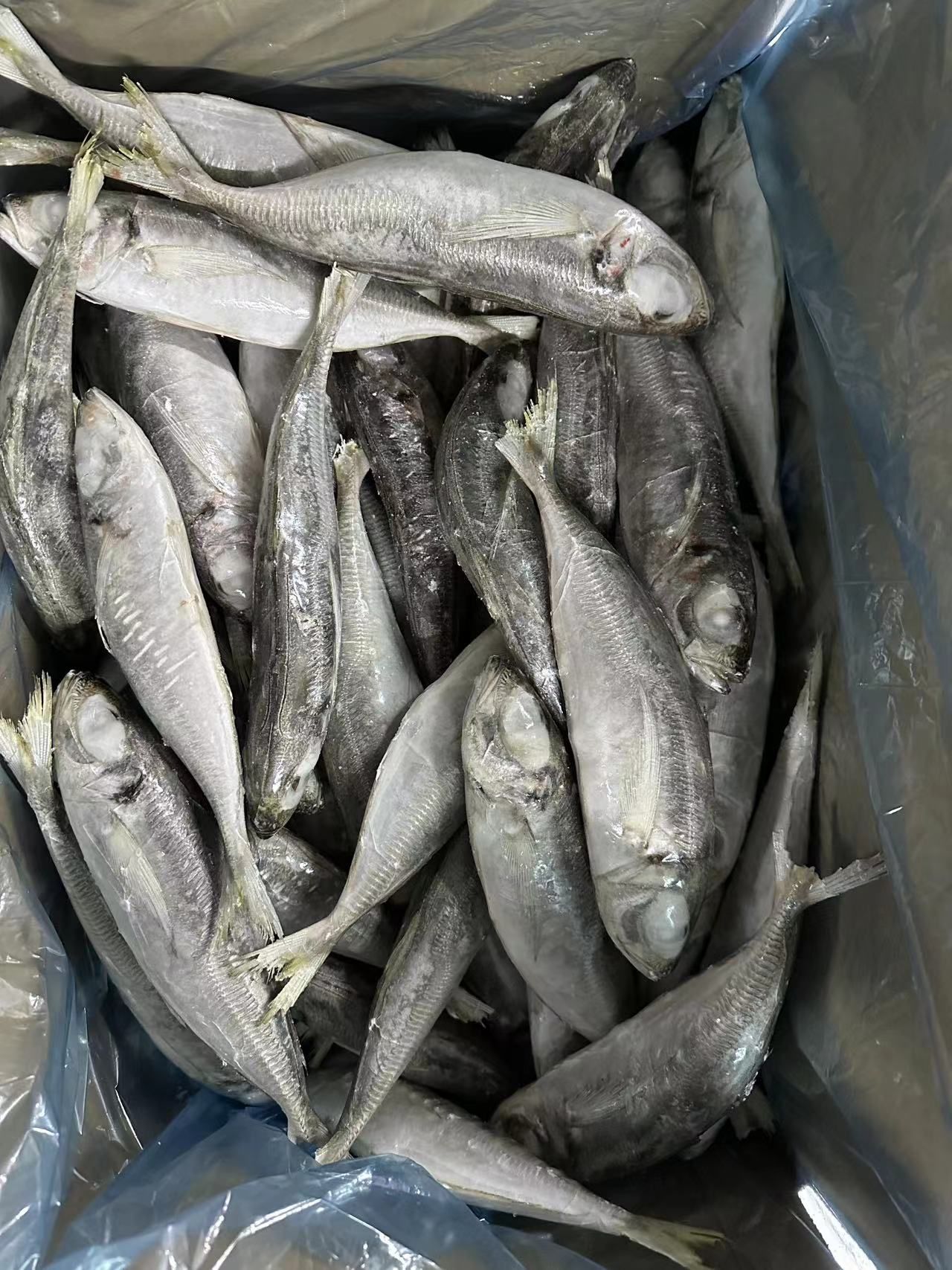 Mackerel (Atlantic, Pacific, Spanish, Horse)