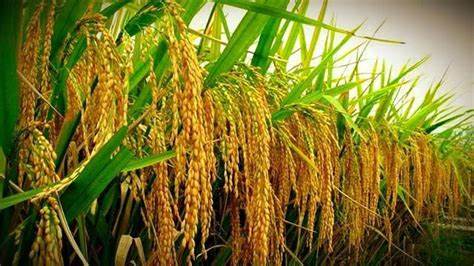 Hybrid High-Yield Rice Seeds (Boro, Aman, Aus Varieties)