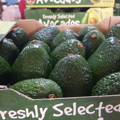 Premium Kenyan Fresh Hass Avocados for Commercial Wholesale Import image 4