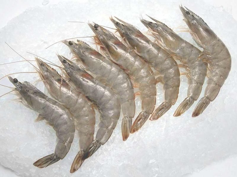 Shrimp & Prawns (Vannamei, Black Tiger, Freshwater, Spot, Pink, Brown)