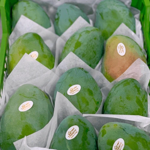 Premium Fresh Green Mangoes for Export and Retail Distribution image 3