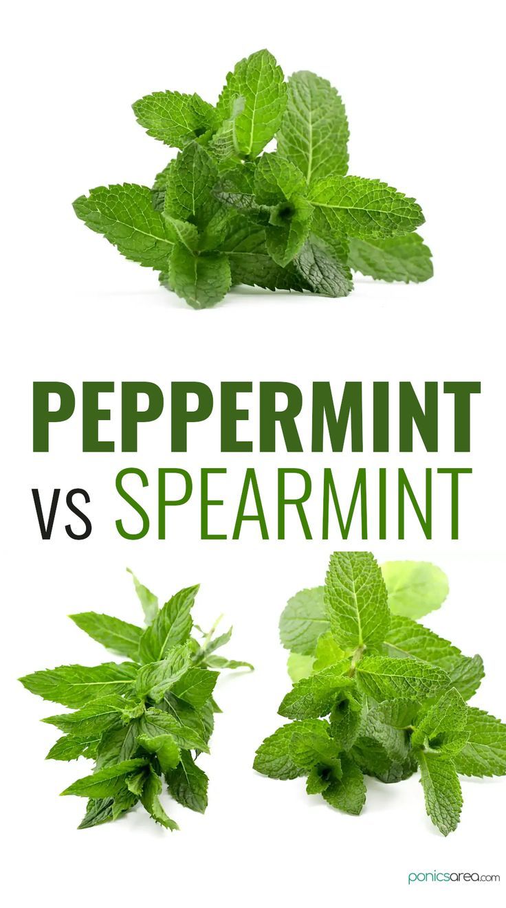 Mint (Peppermint, Spearmint)