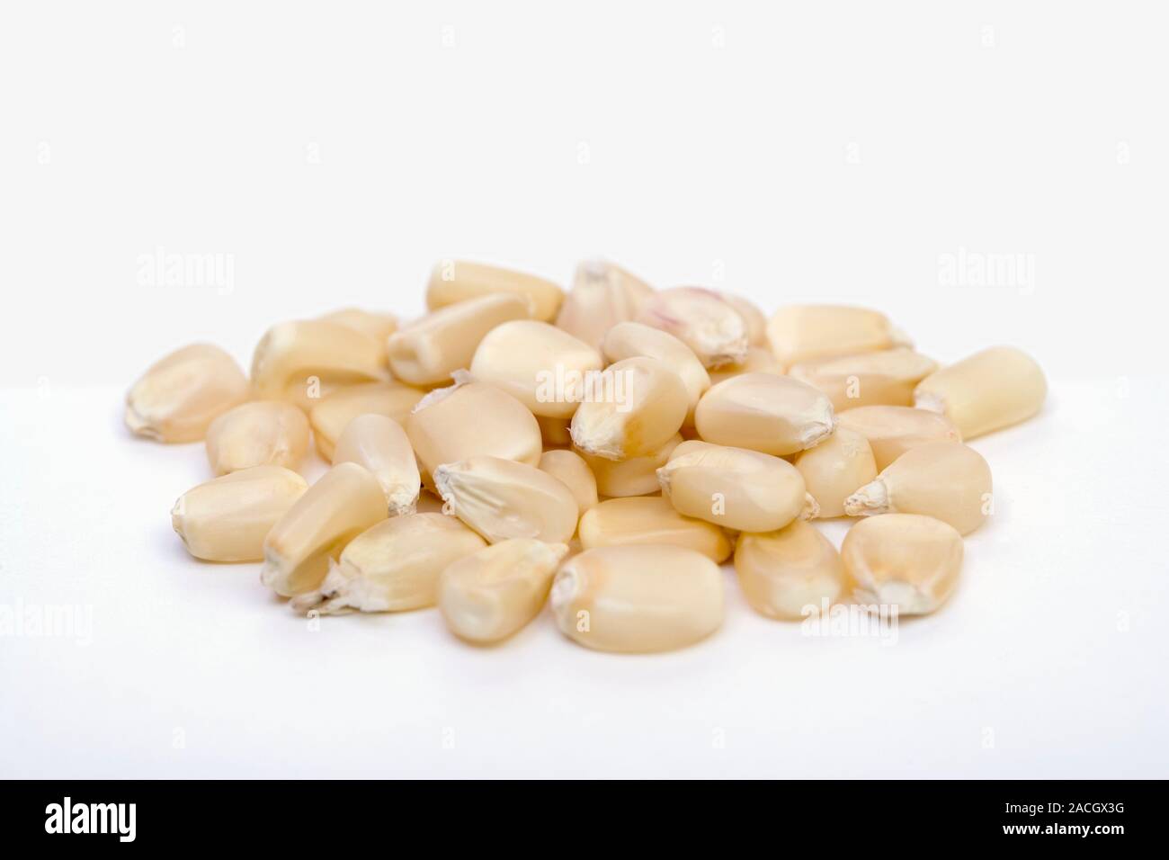 Field Corn Seeds