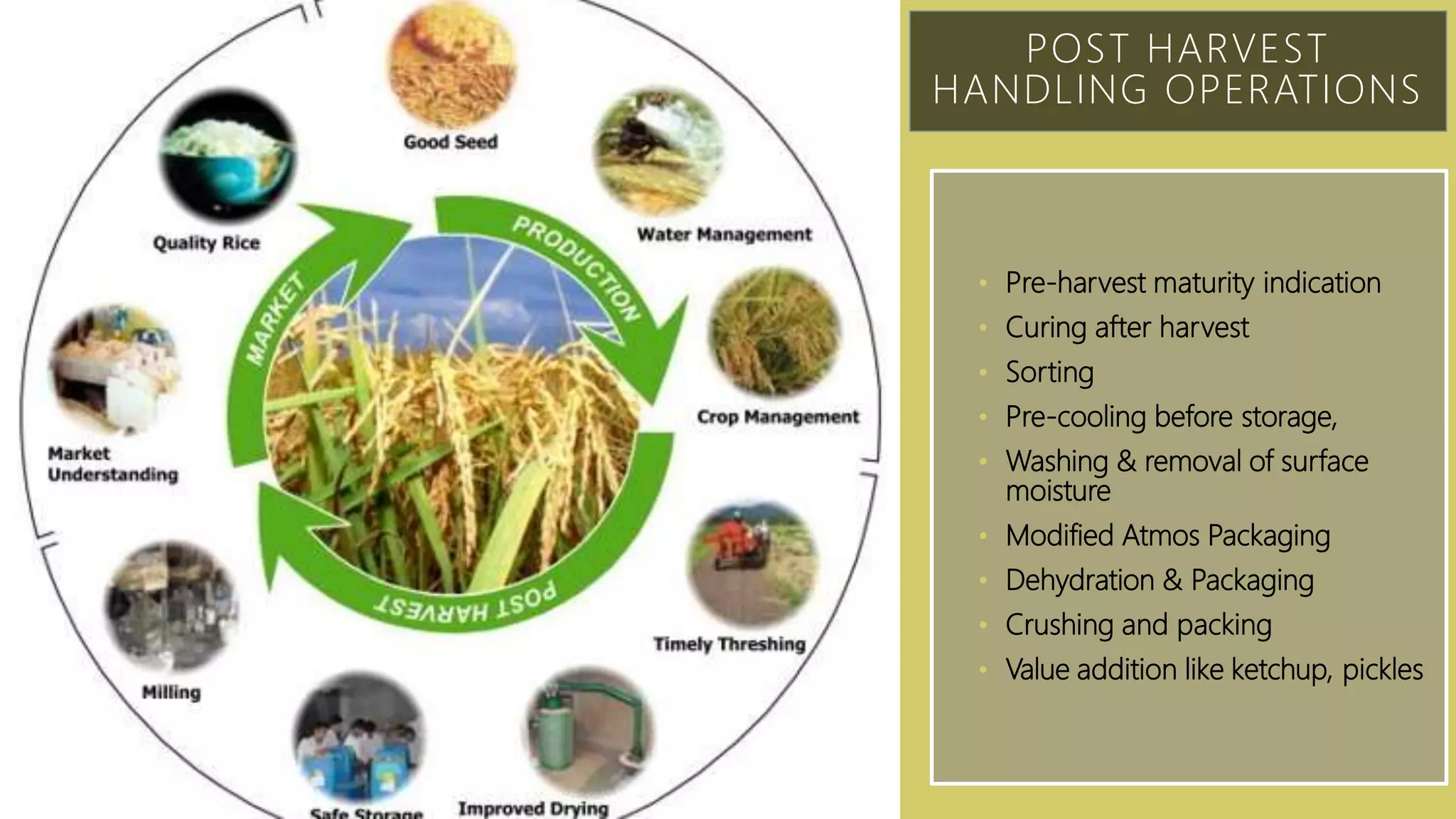 Post-Harvest Processing Robots
