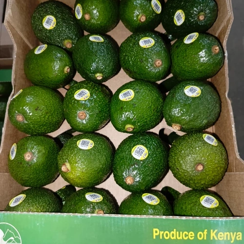 Premium Kenyan Fresh Hass Avocados for Commercial Wholesale Import image 5