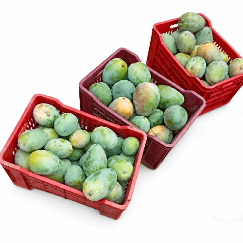 Fresh Green Mangoes for Processing, Pickling and Export Supply image 2