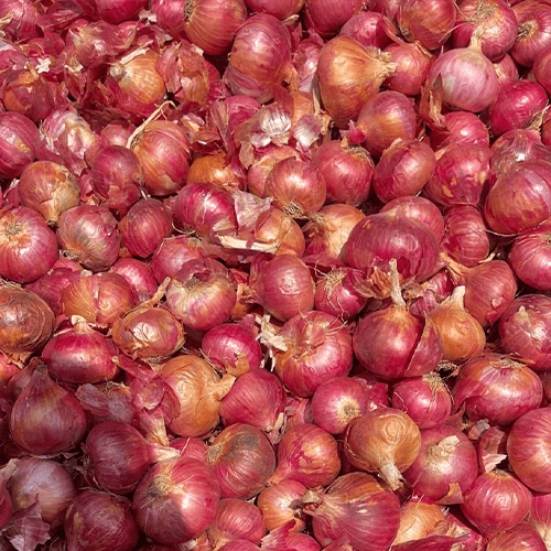 Fresh Red Shallots for Premium Culinary and Commercial Wholesale Distribution image 3
