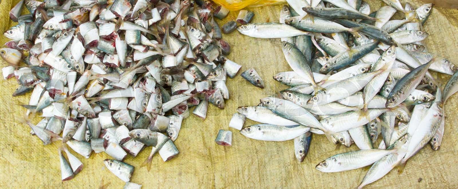 Pickled Herring & Fish Sauce