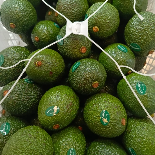 Premium Kenyan Fresh Hass Avocados for Commercial Wholesale Import image 2